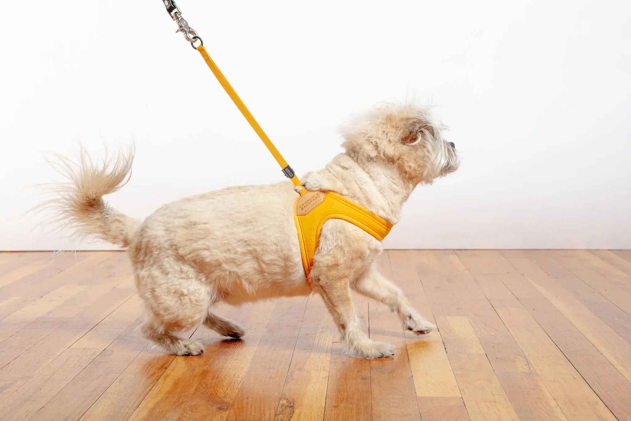 Adjustable Easy Dog Harness in Yellow (Dog & Co. X Charlie's Backyard Exclusive)
