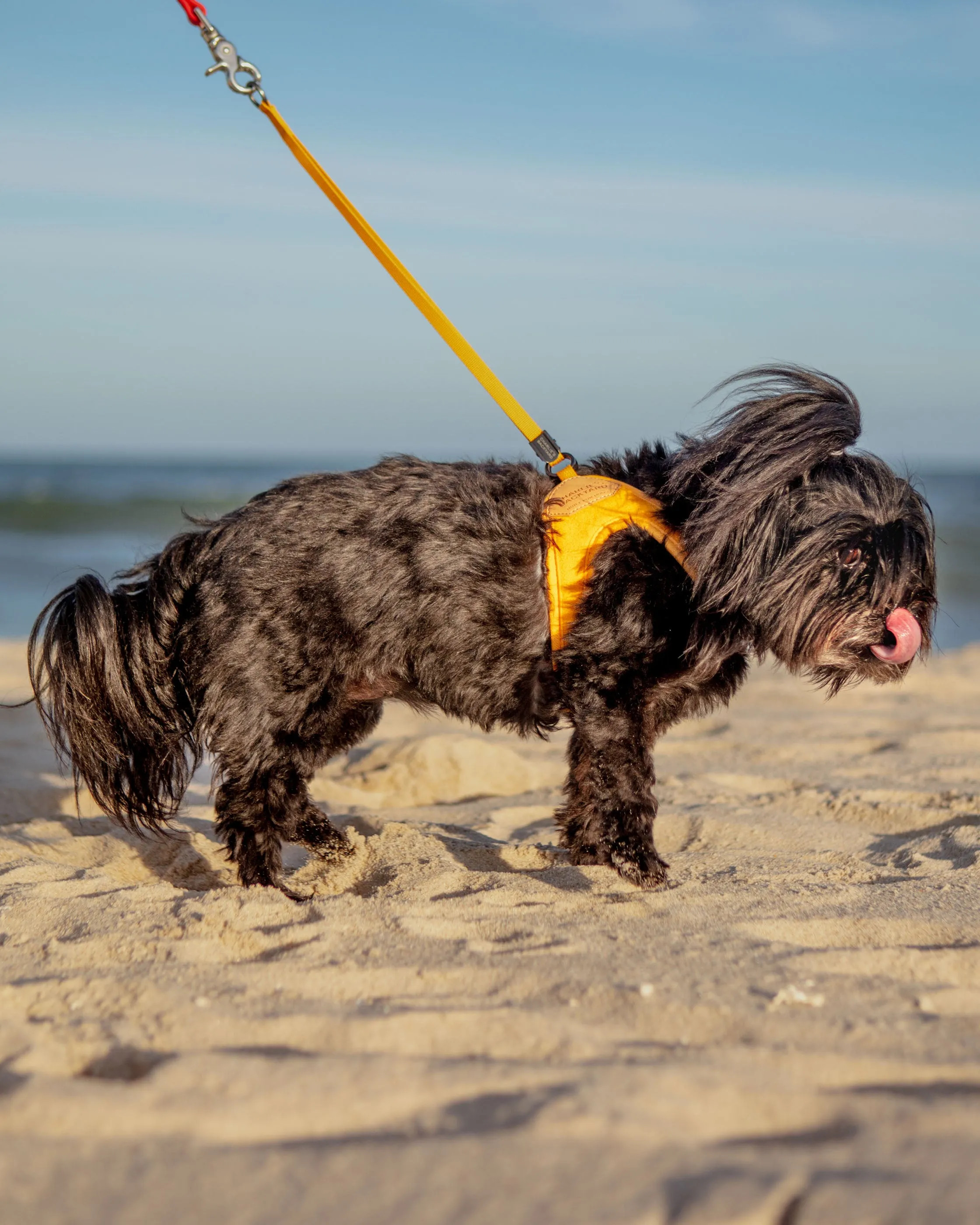 Adjustable Easy Dog Harness in Yellow (Dog & Co. X Charlie's Backyard Exclusive)