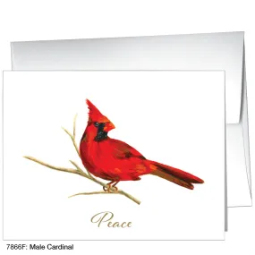 Male Cardinal, Greeting Card (7866F)